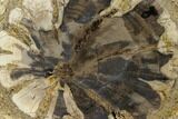 Petrified Wood (Hermanophyton) Slab - Colorado #114456-1
